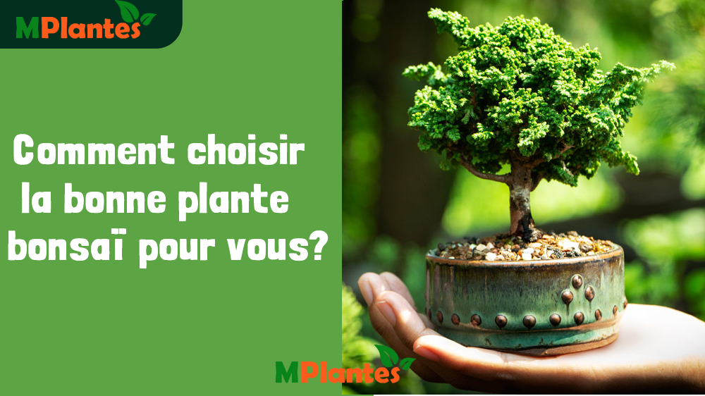Comment choisir la bonne plante bonsaï pour vous? 2024